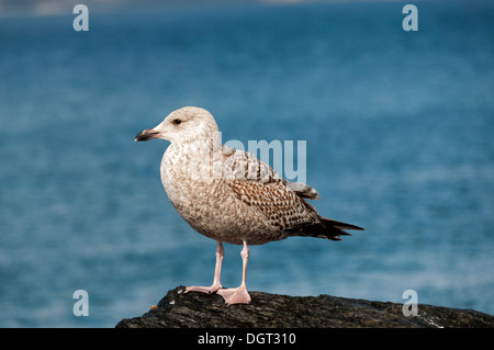 Unreif (1. Winter) Silbermöwe (Larus Argentatus), in Mallaig, Hochlandregion, Schottland, UK. Stockfoto