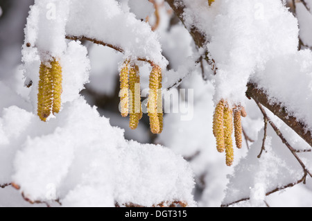 Hasel Kätzchen, Corylus Avellana, im späten Winter bedeckt mit Schnee. Picos de Europa, Spanien Stockfoto