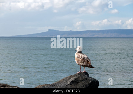 Unreife Silbermöwe (Larus Argentatus), in Mallaig, Hochlandregion, Schottland, UK.  Die Insel Eigg hinter. Stockfoto