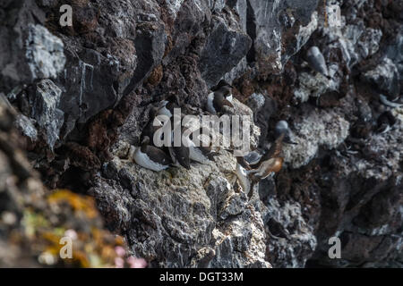 Dick-billed wärmeren (Uria Lomvia), Klippen Saxholsbjarg, Snaefellsness Halbinsel, Island, Island, Westeuropa Stockfoto