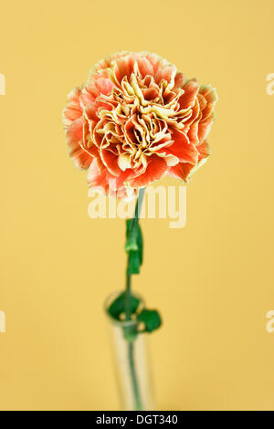Eine Nelke (Dianthus) in einer Glasvase Stockfoto