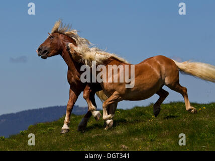 Zwei kämpfende Hengste auf einer Almwiese, Sommeralm, Steiermark, Austria, Europe Stockfoto