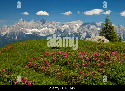 Wiese mit Alpenrose (Rhododendron Ferrugineum) vor das Dachstein-Massiv, Reiteralm, Steiermark, Austria, Europe Stockfoto