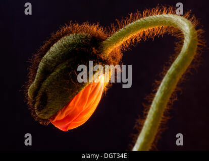 Blühender Mohn (Papaver Somniferum), Nahaufnahme Stockfoto