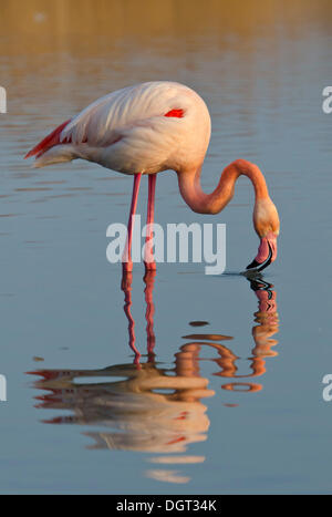 Trinken Flamingo (Phoenicopterus) in einem See, am Abend Licht und Reflexion, Park de Gau, Camargue, Südfrankreich, Frankreich Stockfoto