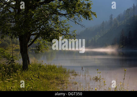 See in der Nähe von Gosau im Morgen Nebel, Salzkammergut, Österreich, Europa Stockfoto