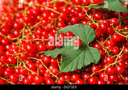 Frisch gepflückt rote Johannisbeere (Ribes Rubrum) mit Johannisbeer-Blätter Stockfoto