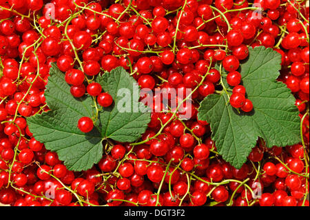 Freshly picked red currants (Ribes rubrum) with two red currant leaves Stockfoto
