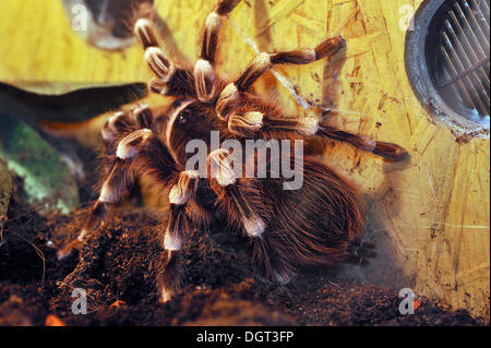 Brasilianische Salmon Pink Bird fressenden Tarantula (Lasiodora Parahybana), im Terrarium auftreten östlichen Brasilien, Ringsheim Stockfoto