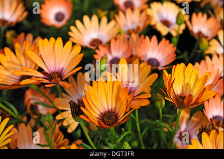 Pfeiffersches Cape Ringelblumen oder Orange Namaqualand Gänseblümchen (Dimorphotheca Sinuata), Ringsheim, Baden-Württemberg Stockfoto
