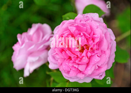 Blüte der rose 'Comte de Chambord' (Rosa) mit Regentropfen, Ringsheim, Baden-Württemberg Stockfoto