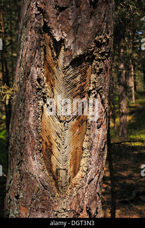 Harzigen Stamm der Scots Kiefer (Pinus Sylvestris), in den Wäldern von das Ostseebad Prerow, Darß Stockfoto