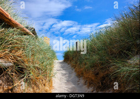 Pfad durch die Dünen vom Strand zum Naturschutzgebiet, Dünengebieten Grass oder Strandhafer (Ammophila Arenaria) gepflanzt, für die Stockfoto