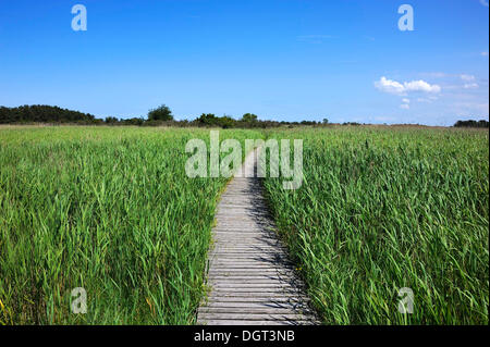 Promenade führt durch das Naturschutzgebiet im Ostseebad Prerow, links, und Schilf (Phragmites Australis), Stockfoto