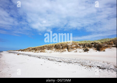 Naturschutzgebiet mit Strand und Dünen bedeckt mit Dünengebieten Grass oder Strandhafer (Ammophila Arenaria), Darßer Ort Stockfoto