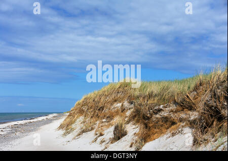 Naturschutzgebiet mit Strand und Dünen, bedeckt mit Dünengebieten Grass (Ammophila Arenaria), Ostsee, Darßer Ort Stockfoto