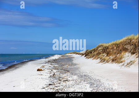 Naturschutzgebiet mit Strand und Dünen, bedeckt mit Dünengebieten Grass (Ammophila Arenaria), Ostsee, Darßer Ort Stockfoto