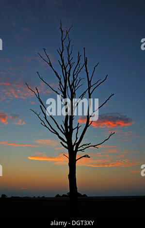 Tote Birke (Betula), Silhouette gegen den Abendhimmel, Kuhlrade, Europa, Deutschalnd, Mecklenburg-Vorpommern Stockfoto