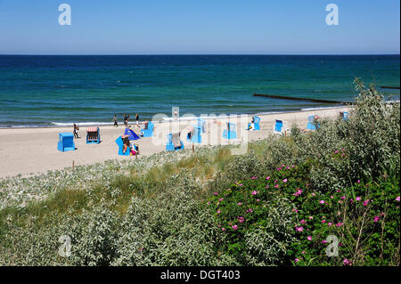 Blauen überdachten Strand Korbsessel an einem Strand, Ostsee, einer Düne mit blühenden Rugosa Rosen (Rosa Rugosa) im Vordergrund Stockfoto