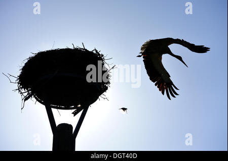 Weißer Storch (Ciconia Ciconia) und ein Haussperling (Passer Domesticus) neben einem Storchennest vor einem blauen Himmel abhebt Stockfoto