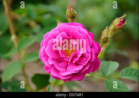 Lila Blüte einer Rose (Rosa) mit Knospen, Gross Siemen, Mecklenburg-Vorpommern Stockfoto