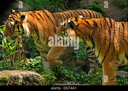 Paar der sibirische Tiger (Panthera Tigris Altaica), Middle Franconia, Bayern, Nürnberg, Nürnberger Zoo, bin Tiergarten 30 Stockfoto