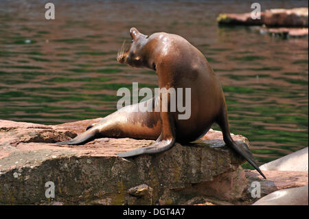 Brüllend kalifornische Seelöwe (Zalophus Californianus) auf einem Felsen, Nürnberger Zoo, bin Tiergarten 30, Nürnberg, Mittelfranken Stockfoto