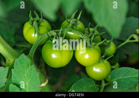 Grüne Tomaten (Solanum Lycopersicum) auf eine Tomate Weinstock, Eckental, Middle Franconia, Bayern Stockfoto