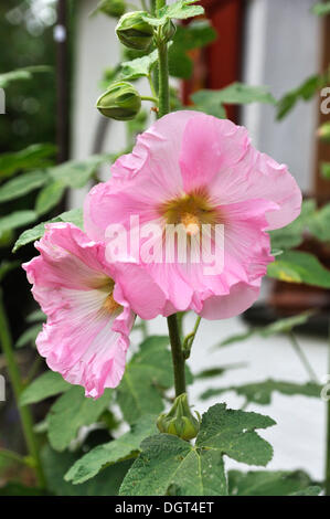 Gemeinsamen Stockrose (Althaia Roseaim), rosa Blüten, Eckental, Middle Franconia, Bayern Stockfoto