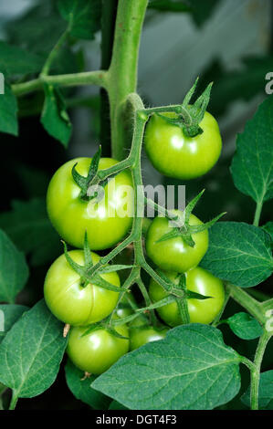 Grüne Tomaten (Solanum Lycopersicum) auf eine Tomate Weinstock, Eckental, Middle Franconia, Bayern Stockfoto