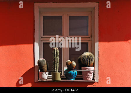 Verschiedenen Kakteen, Topfpflanzen draußen auf dem Fensterbrett, Schnaittach, Middle Franconia, Bayern Stockfoto