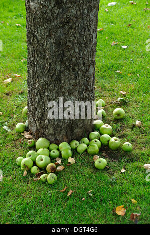 Glücksfall, grüne Äpfel liegen unter einem Apfelbaum, Lauf ein der Pegnitz Middle Franconia, Bayern Stockfoto