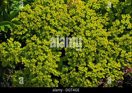 Zypressen-Wolfsmilch (Euphorbia Cyparissias), Botanischer Garten, Erlangen, Middle Franconia, Bayern Stockfoto