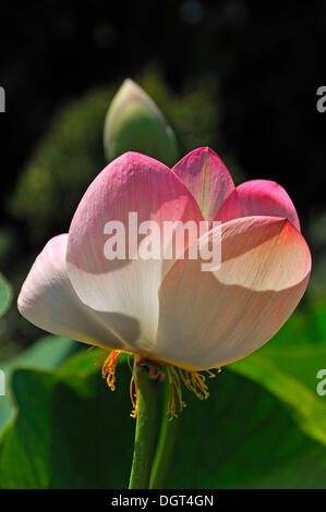 Lotus (Nelumbo), Blüte und Knospe, Botanischer Garten, Erlangen, Middle Franconia, Bayern Stockfoto