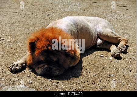 Abgeschnittene Chow-Chow schlafen auf einem Feldweg bei heißem Wetter, Gärten Burg, Erlangen, Middle Franconia, Bayern Stockfoto