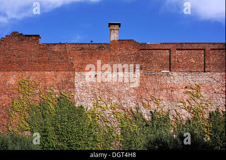 Alte Mauer von einer ehemaligen Bürstenfabrik, bewachsen mit japanischen Creeper oder Boston Ivy (Parthenocissus Tricuspidata), Blick vom Stockfoto