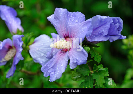 Hibiskus (Hibiscus) bedeckt mit Wassertropfen, Eckental, Middle Franconia, Bayern Stockfoto