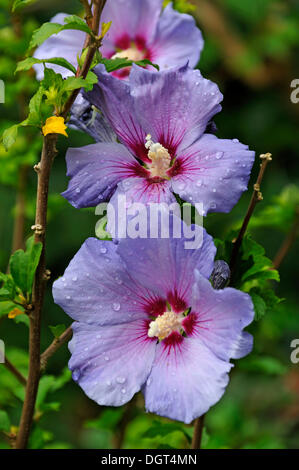 Hibiskus (Hibiscus) bedeckt mit Wassertropfen, Eckental, Middle Franconia, Bayern Stockfoto