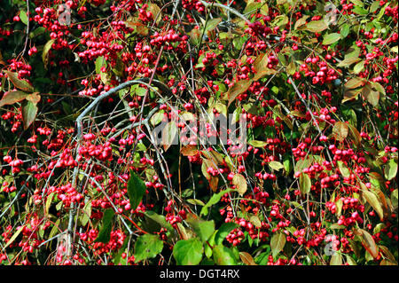 Europäische Spindel (Euonymus Europaeus), Mittelrüsselbach, Franken, Oberbayern Stockfoto