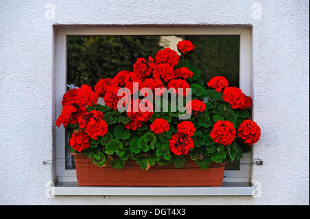 Blühende Geranien (Pelargonium Graveolens) in einem Blumenkasten vor einem kleinen Fenster, Oeedhof, Franken, Oberbayern Stockfoto