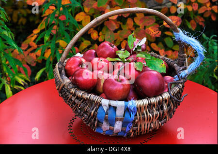 Frisch gepflückt rote Äpfel (Malus Domestica) in einem geflochtenen Korb mit einem Haken an einem roten Gartentisch vor Herbstlaub Stockfoto