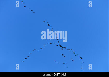 Kraniche (Grus Grus) im Formationsflug vor blauem Himmel, Othenstorf, Mecklenburg-Vorpommern Stockfoto