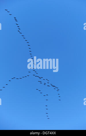 Kraniche (Grus Grus) im Formationsflug vor blauem Himmel, Othenstorf, Mecklenburg-Vorpommern Stockfoto