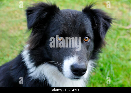 Junge Border Collie, Portrait, Othenstorf, Mecklenburg-Vorpommern Stockfoto