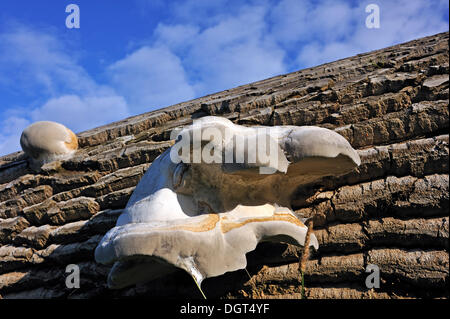 Ungewöhnliches Wachstum in Zunderschwamm (Zündstoff Fomentarius) durch Geotropism, hier auf einen Stamm von Pappeln (Populus), Othenstorf Stockfoto