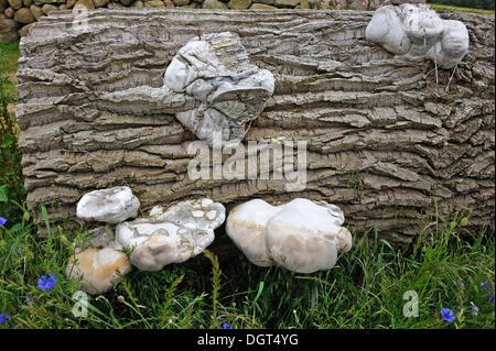 Ungewöhnliches Wachstum in Zunderschwamm (Zündstoff Fomentarius) durch Geotropism, hier auf einen Stamm von Pappeln (Populus), Othenstorf Stockfoto