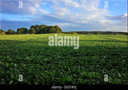 Feld mit Zuckerrüben, Othenstorf, Mecklenburg-Vorpommern, PublicGround Stockfoto