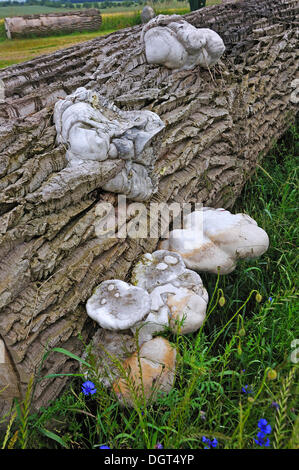 Ungewöhnliches Wachstum in Zunderschwamm (Zündstoff Fomentarius) durch Geotropism, hier auf einen Stamm von Pappeln (Populus), Othenstorf Stockfoto