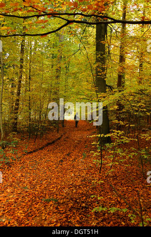 Bunte Buchenwald (Fagus) im Herbst, ein Wanderer zu Fuß auf einem Pfad, Enzenreuth, Fränkische Schweiz, Mittelfranken Stockfoto