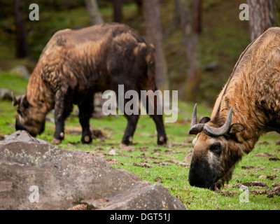 Der Takin (Taxicolor Whitei) ist eine Mischung aus eine Kuh und eine Ziege ist das Nationaltier von Bhutan Stockfoto